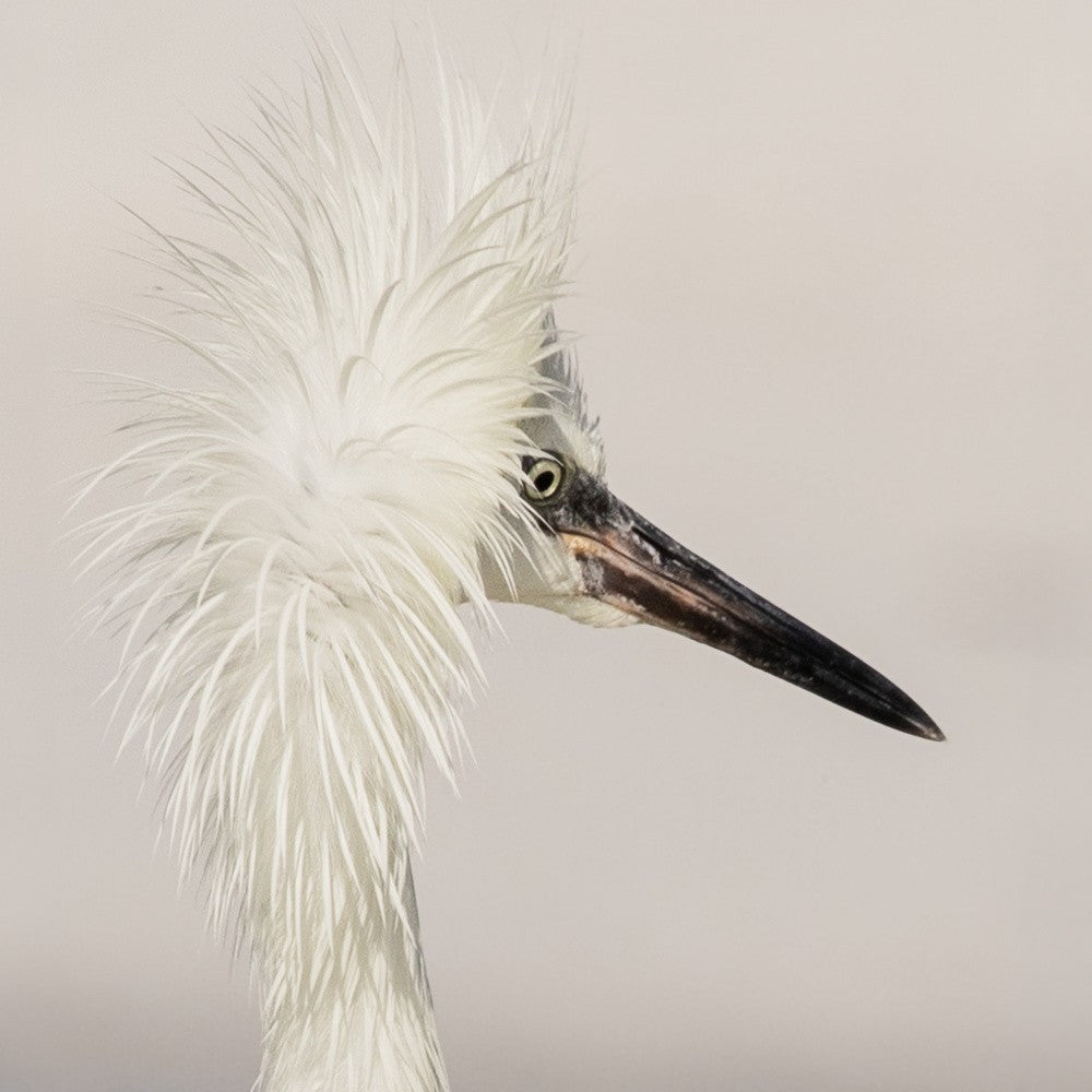Morph Reddish Egret