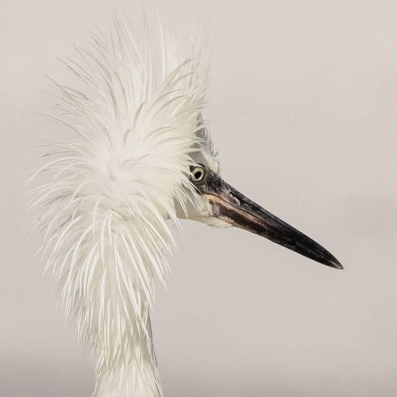 Morph Reddish Egret