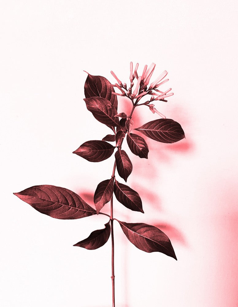 Pink Botanical Elegance