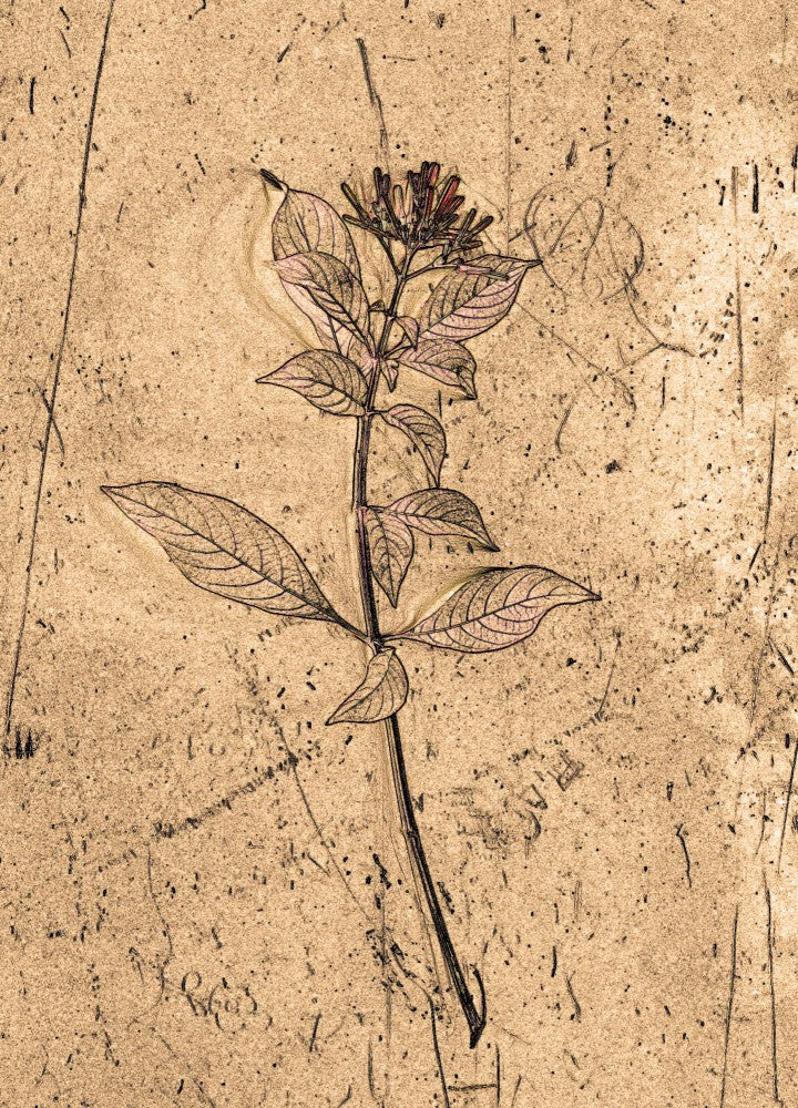 Floral Sketching