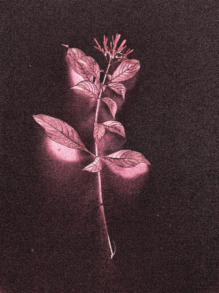 Rose Echoes