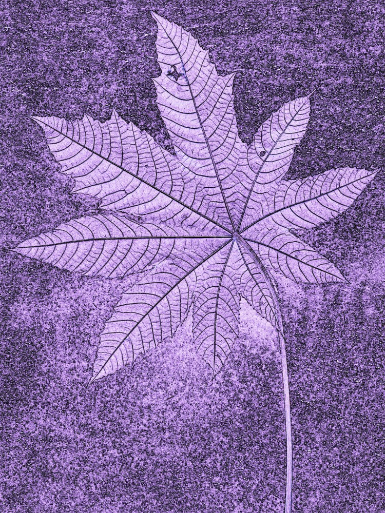 Violet Leaf Imprint
