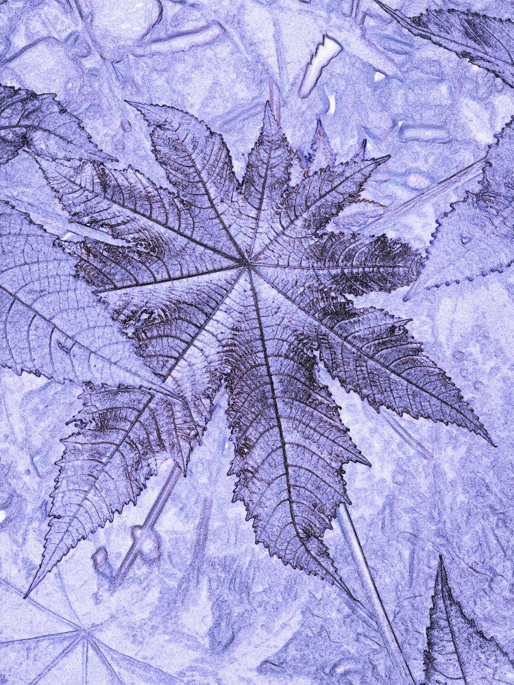 Frosted Leaf Veins