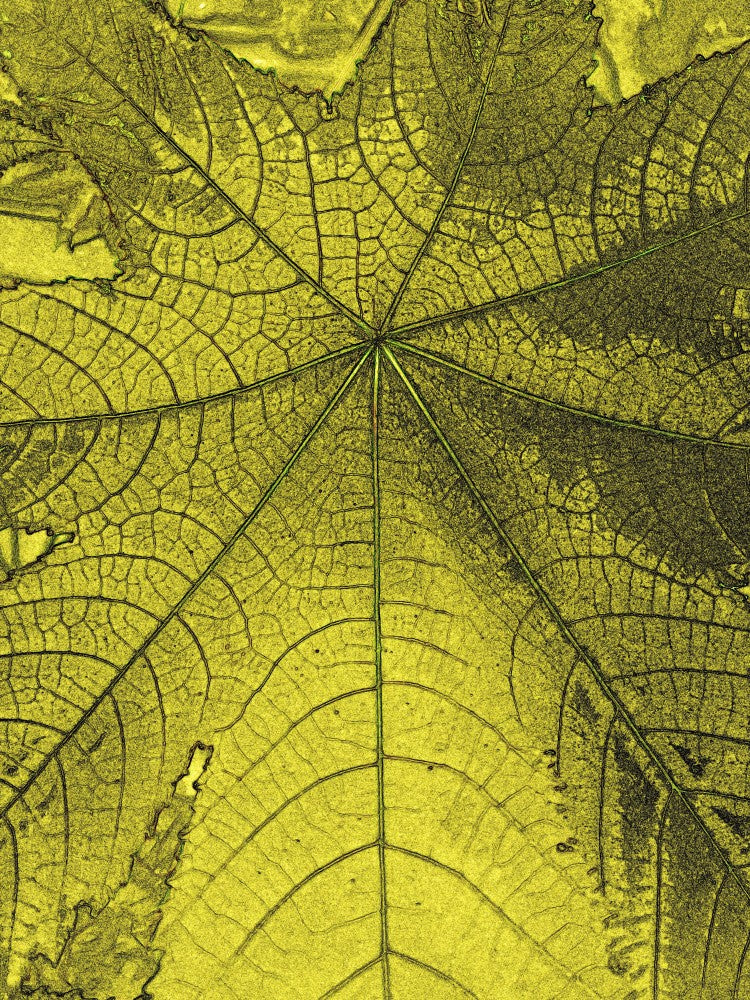 Golden Leaf Veins