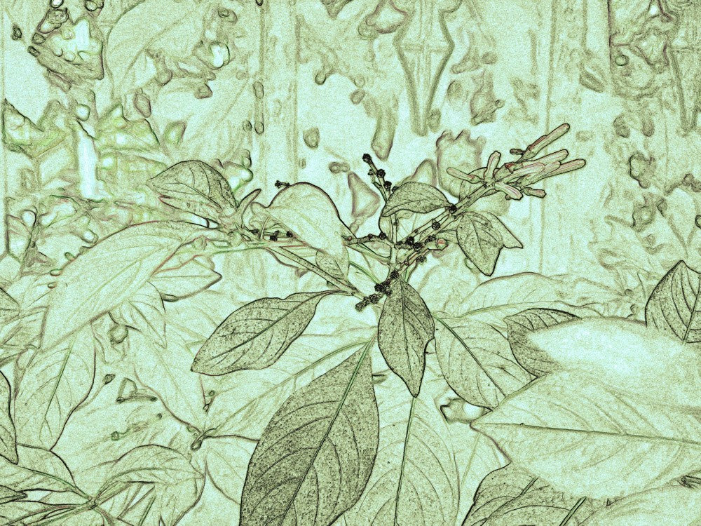 Verdant Dreams