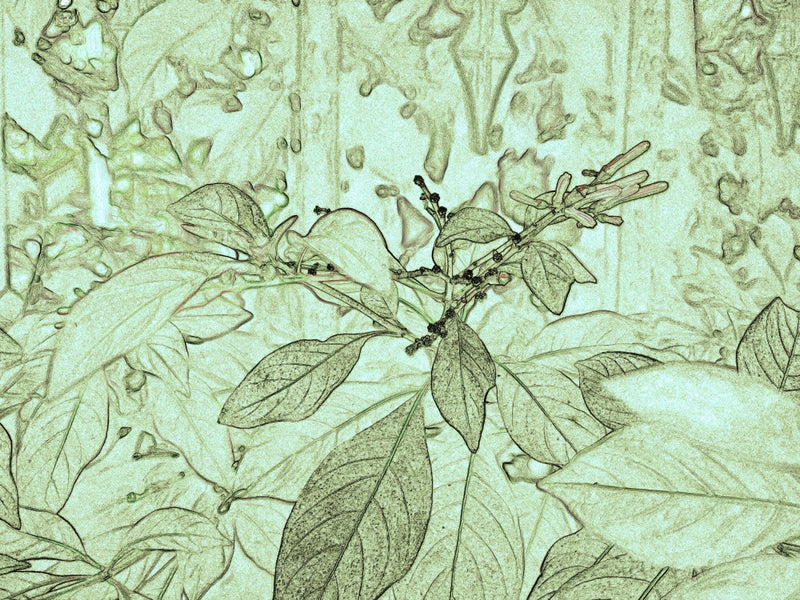 Verdant Dreams