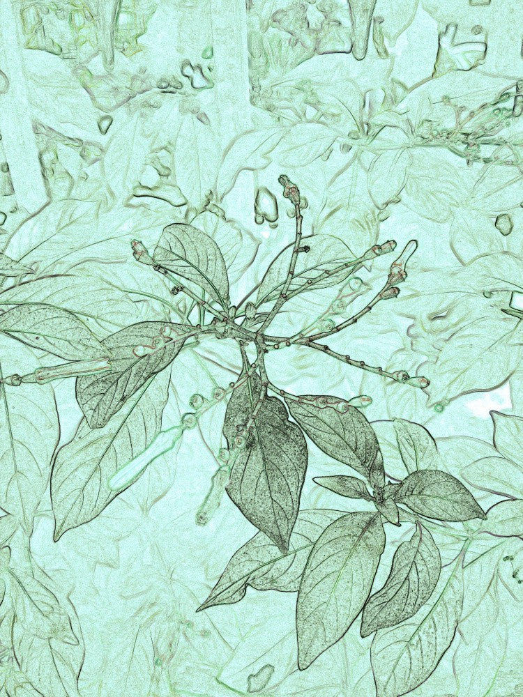 Whispering Leaves