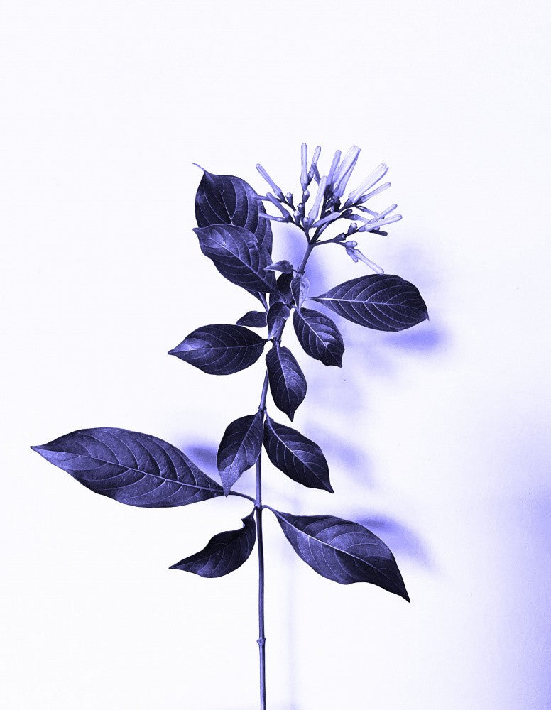Violette Eleganz