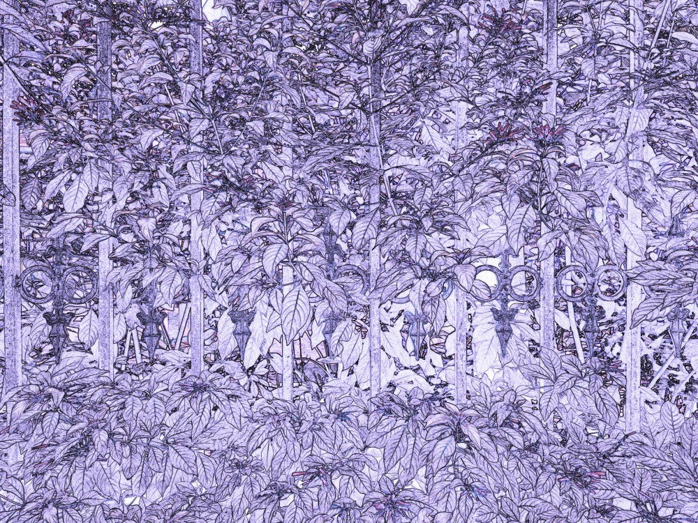 Lavender Foliage Maze