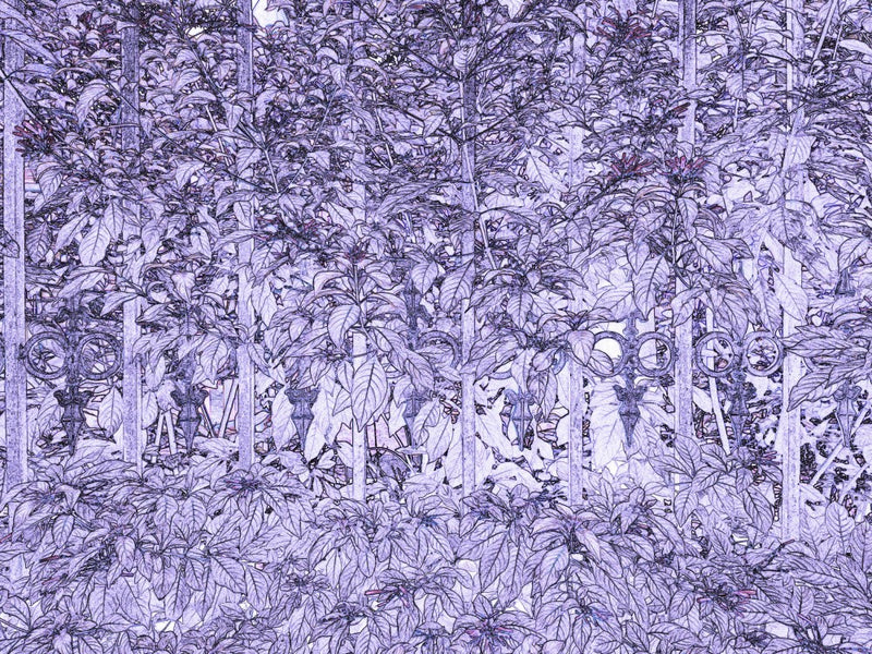 Lavender Foliage Maze
