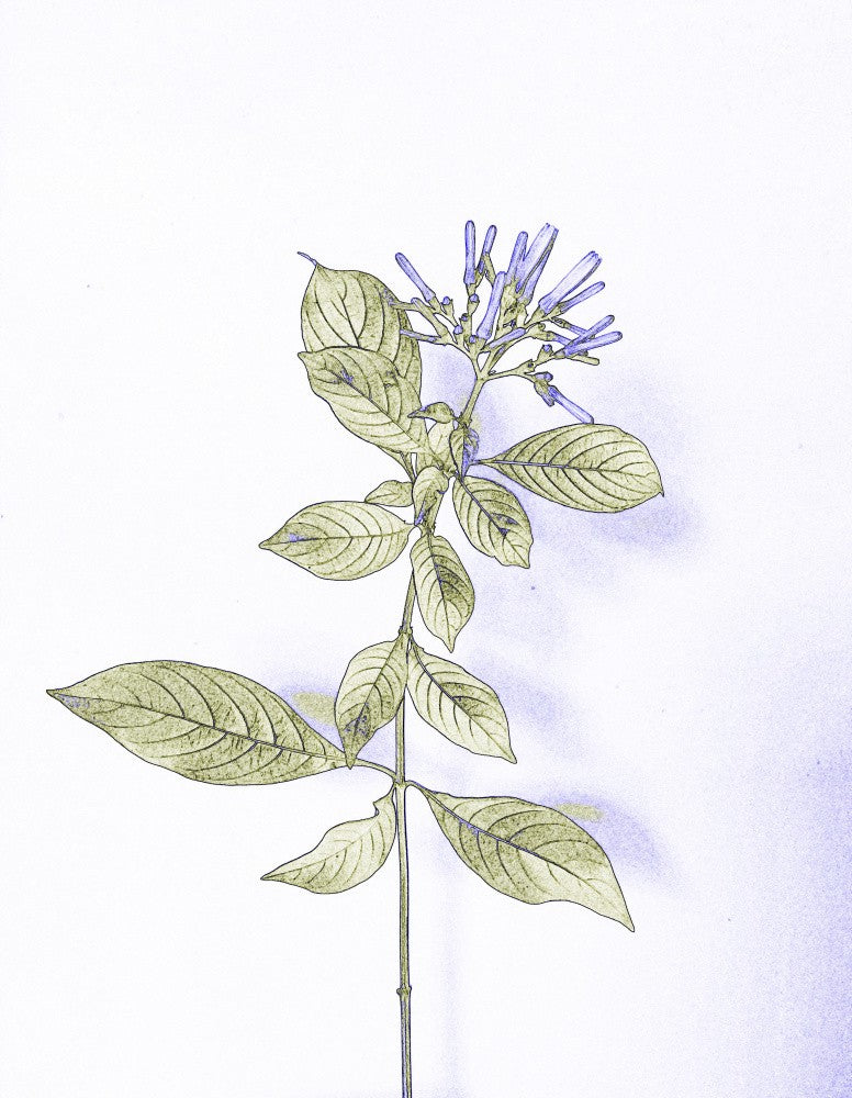 Delicate Flora Blues