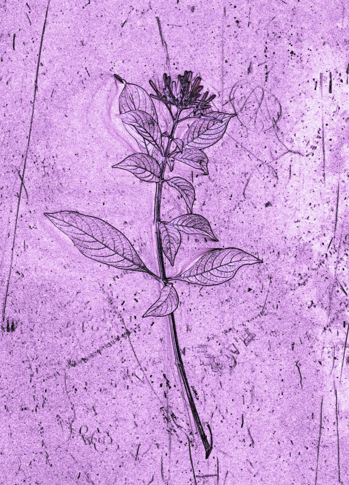Delicate Purple Flora