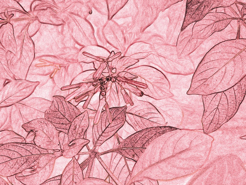 Rose-Tinted Foliage