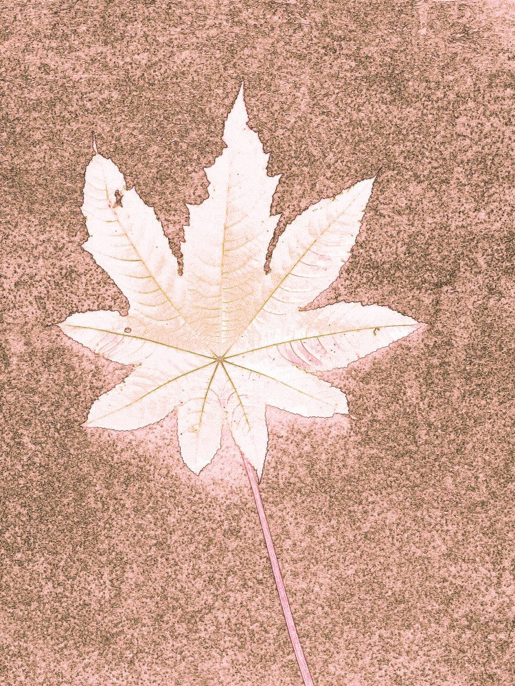 Faded Leaf Imprint