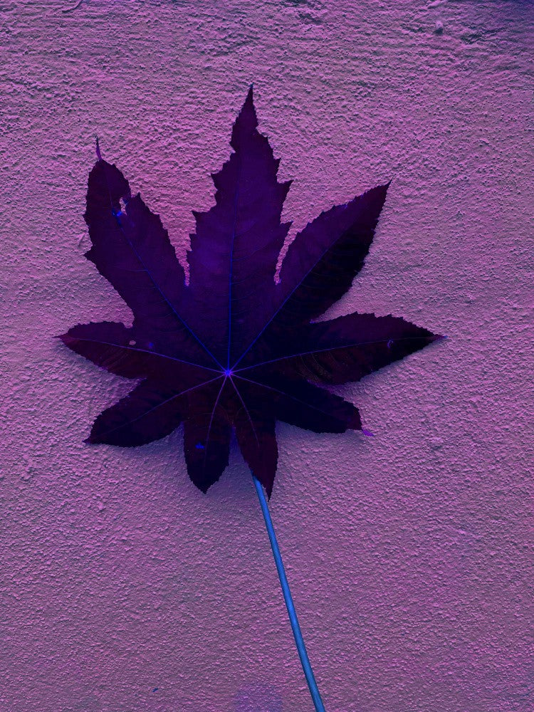 Purple Leaf Dream