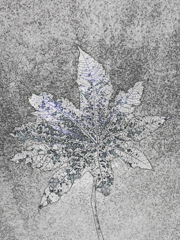 Frosted Leaf Imprint