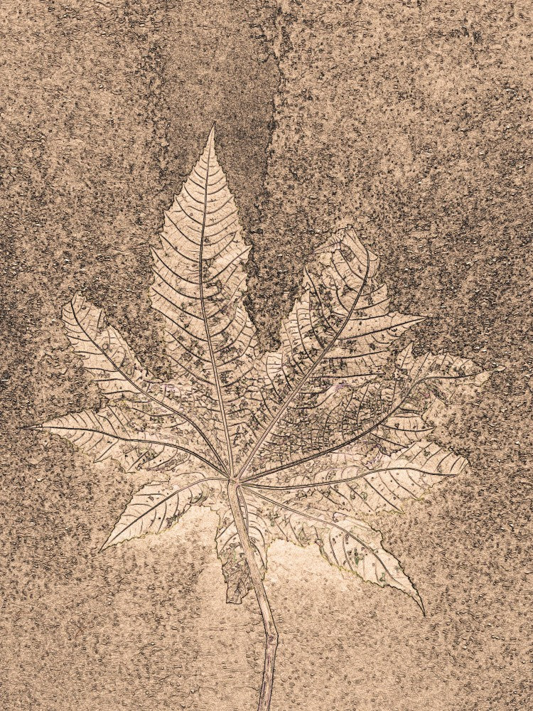 Sepia Leaf Symphony