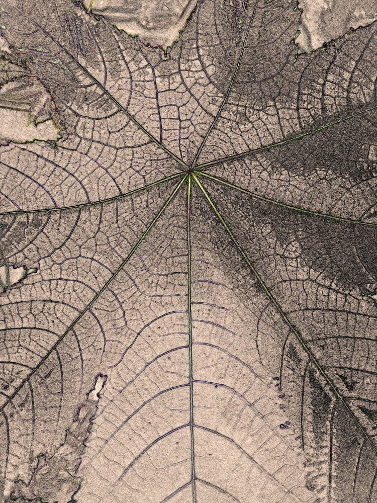 Leaf Vein Webbing