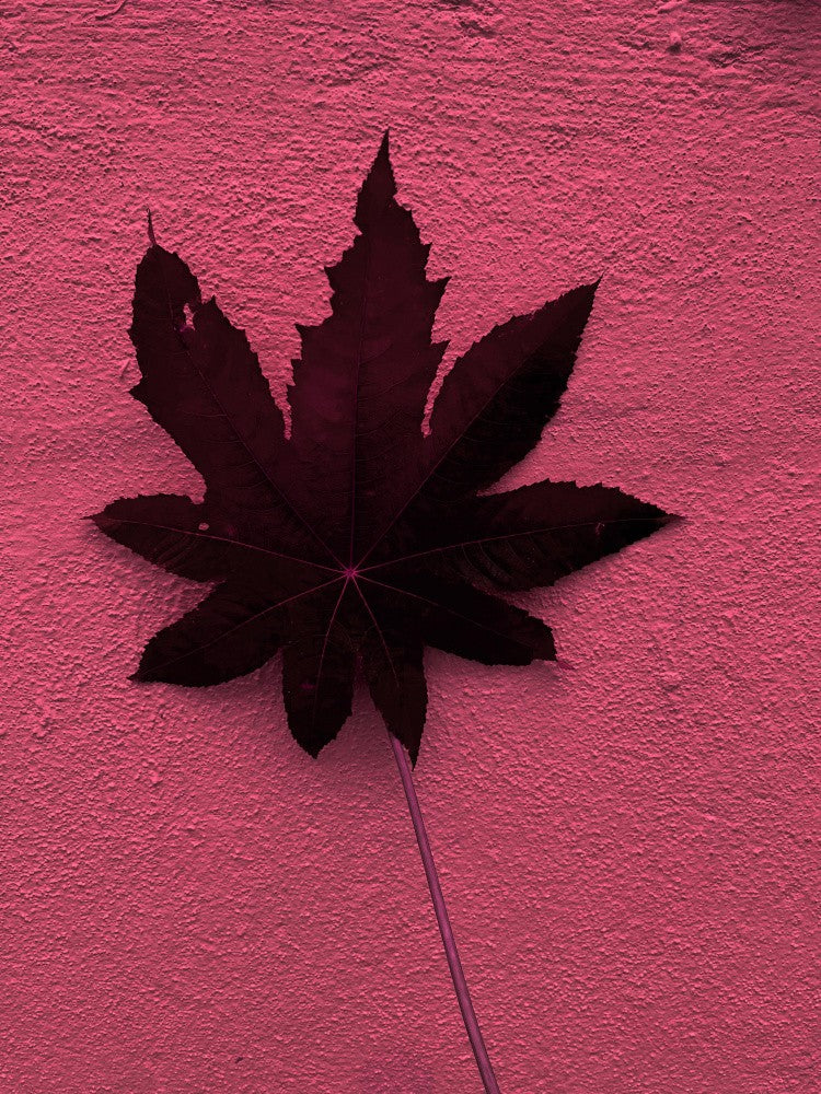 Shadowed Leaf