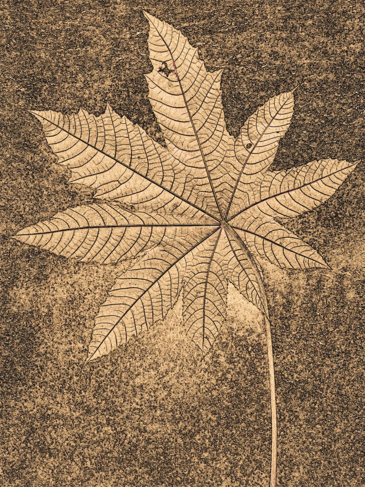 Textured Leaf Imprint