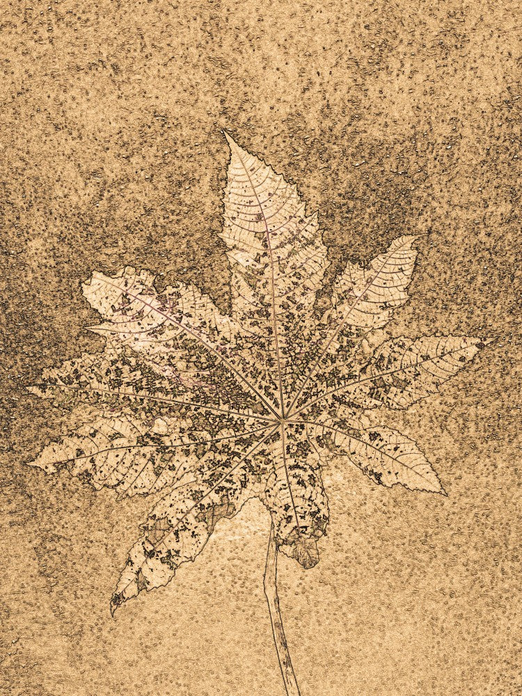Textured Leaf Essence