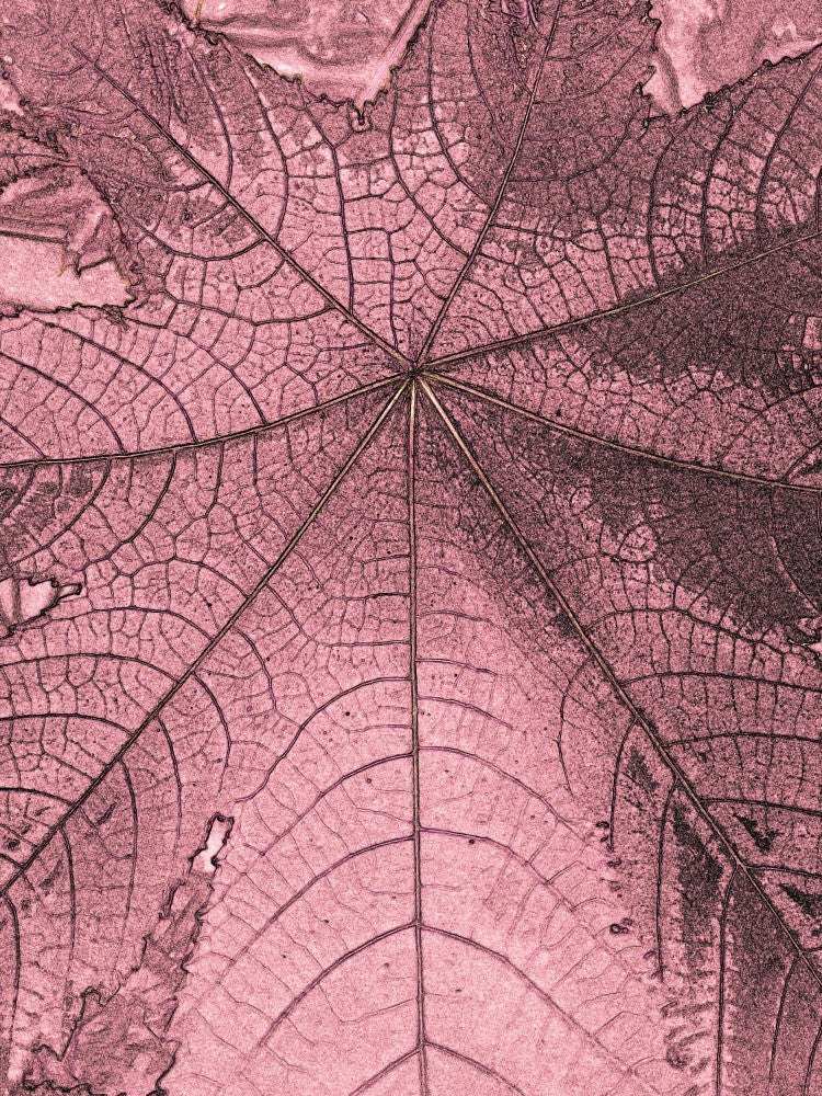 Crimson Leaf Veins
