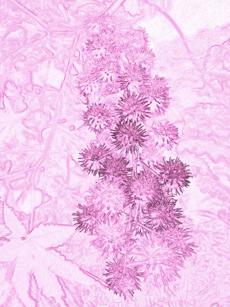 Pink Thistle Dream