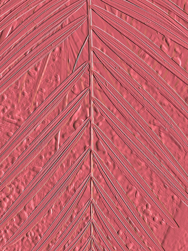 Coral Leaf Patterns