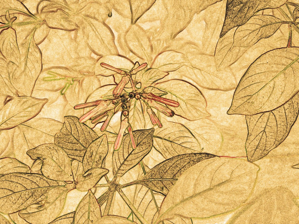 Golden Flora Dream
