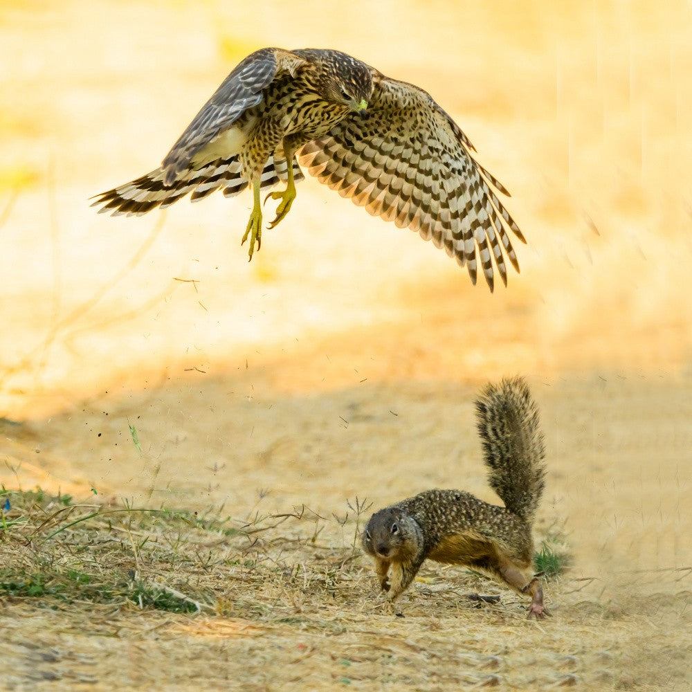 Run Run Run!