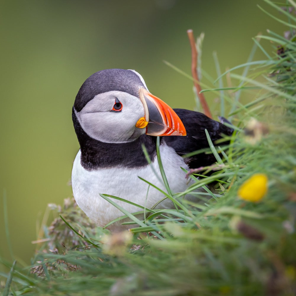 Atlantic Puffin
