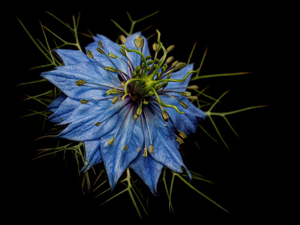Whispers of Blue