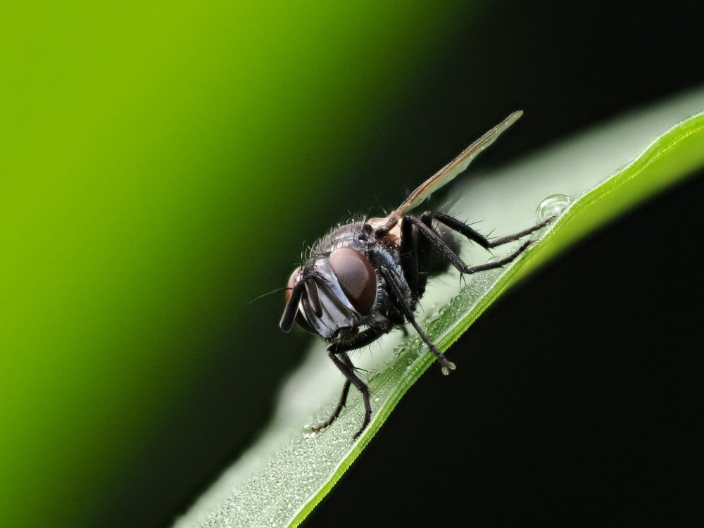 Resting on a leaf