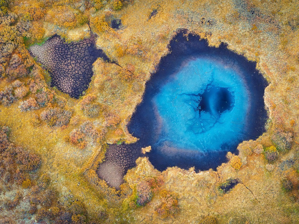 “Pufferfish” Swimming in Autumn