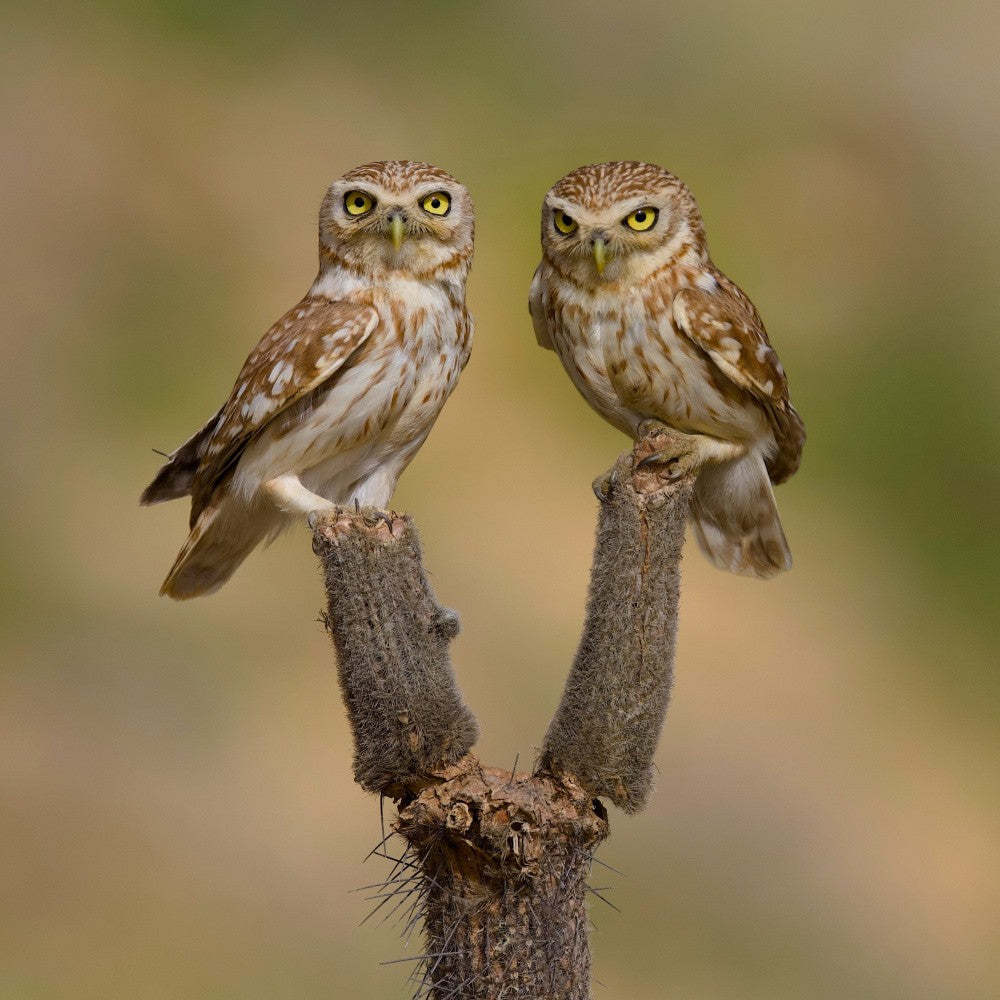 Little owls