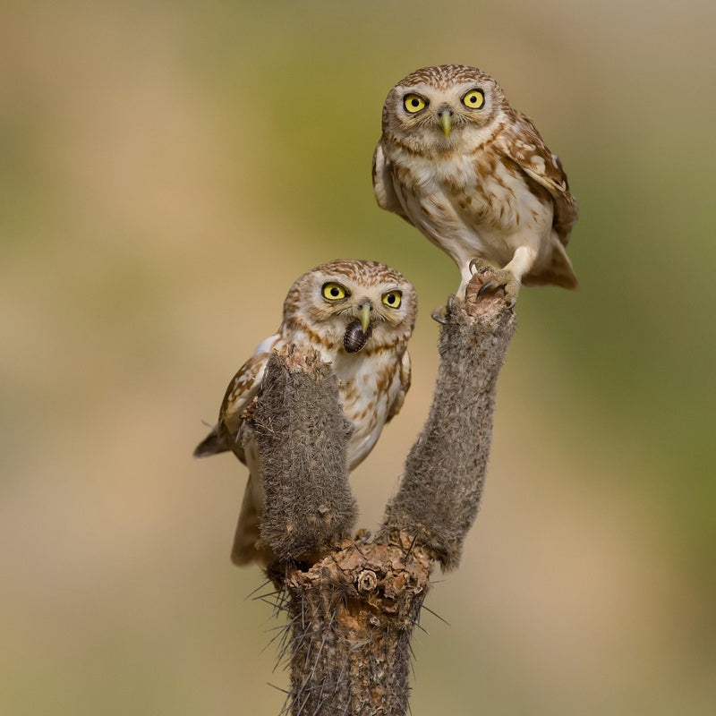 Little owls