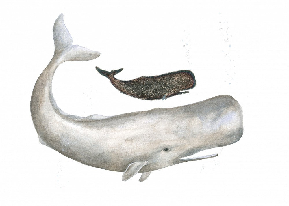 Gentle Ocean Giants