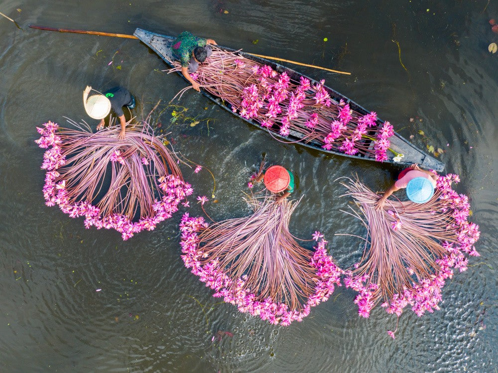 Water Lily flowers in Bangladesh