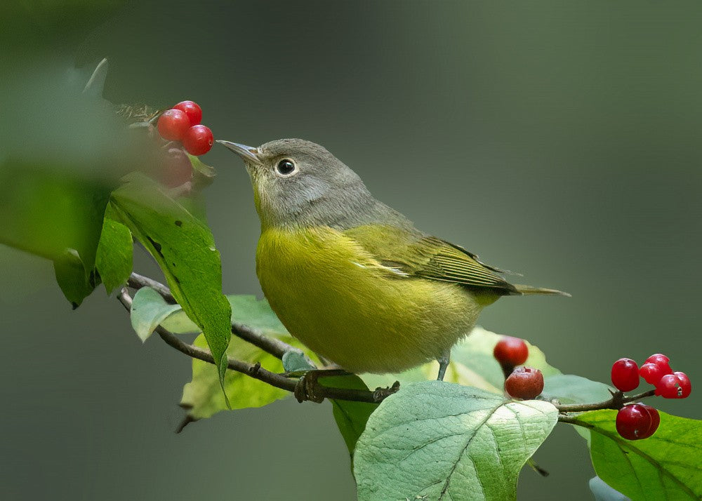 Berry Pecker