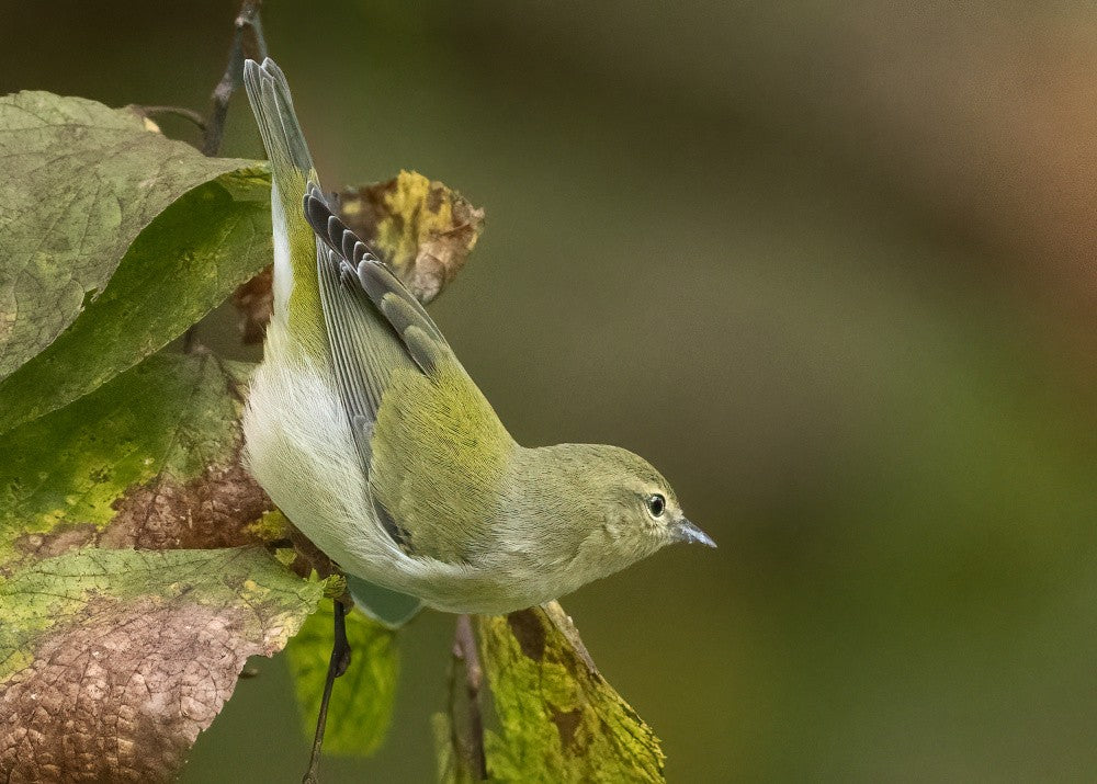 Autumn Glide