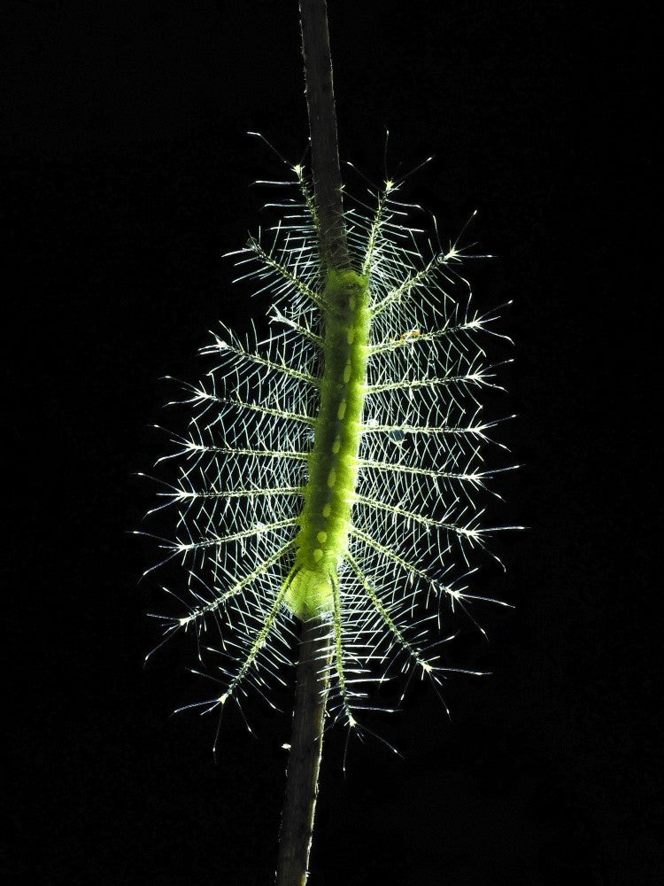 Thorn flower