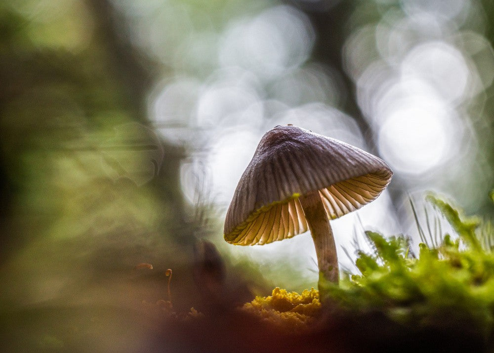 Backlight