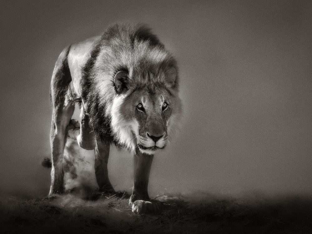 Impression of An Aging King