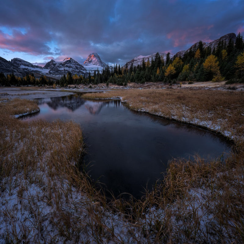 Meadow and Mt Assiniboine