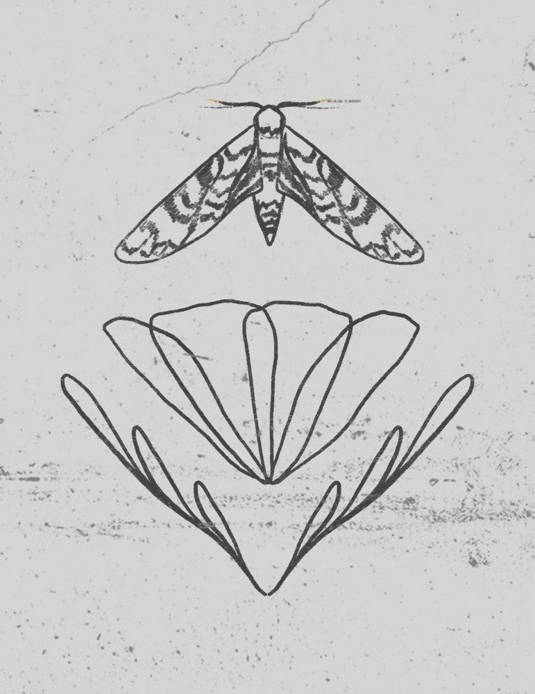 Moth graphic