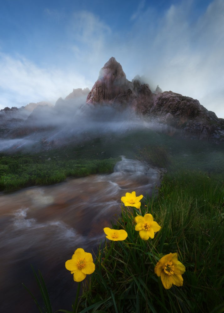 flowers by creek