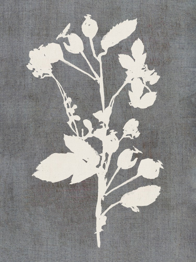 Botanical Illustration 6