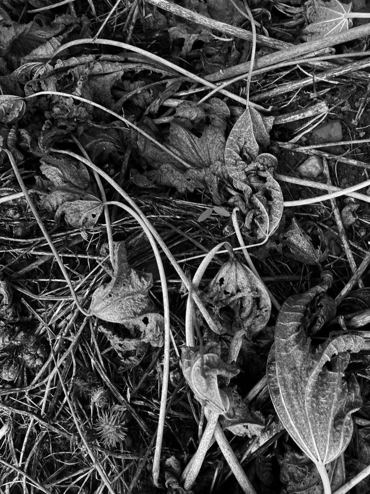 Autumn's Decay