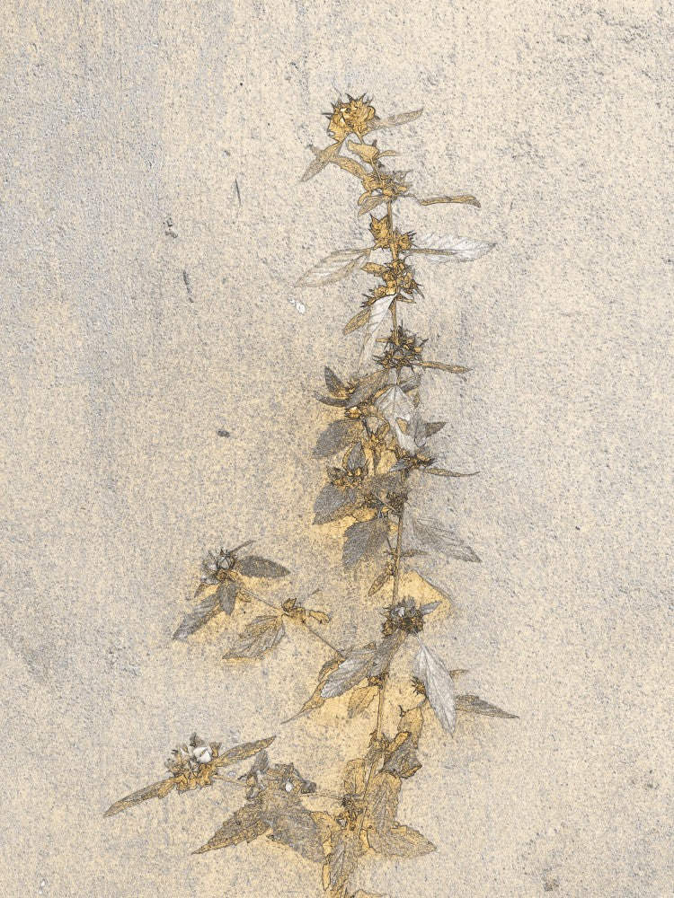 Golden Whispers