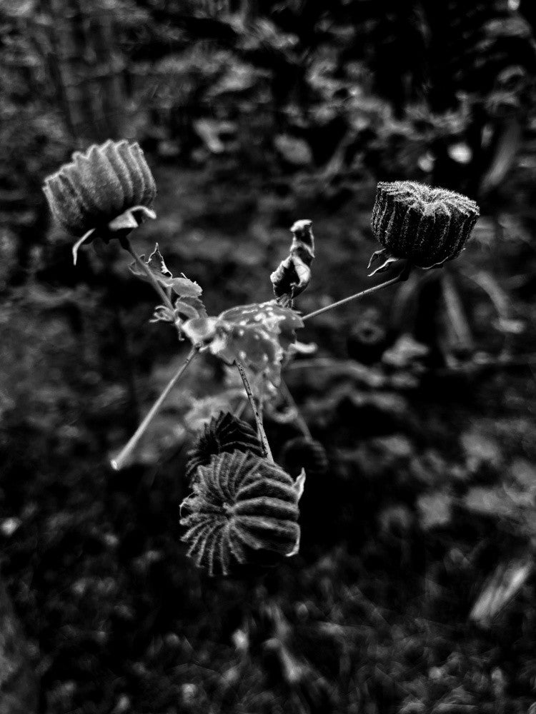 Whispers of Nature